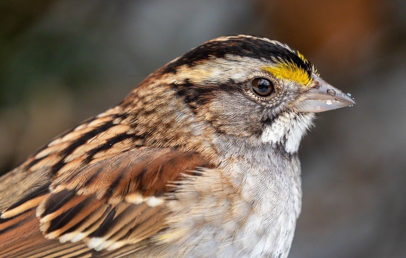 White-throated sparrow close-up in Central Park by Rhododendrites is licensed under CC BY-SA 4.0.